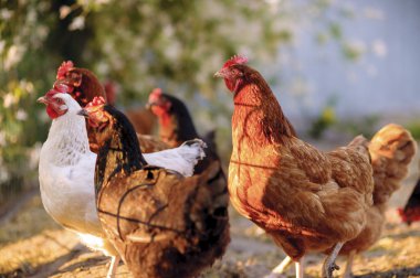 Geleneksel serbest kümes hayvanları çiftçiliği