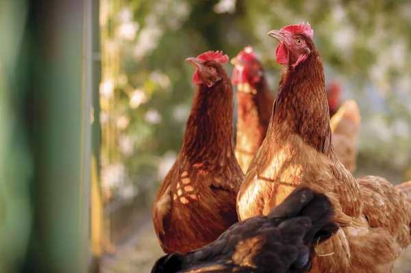 Traditionele pluimveehouderij met vrije uitloop — Stockfoto