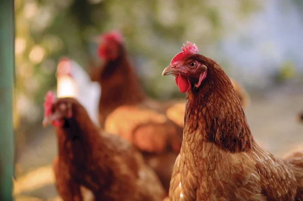 Traditionele pluimveehouderij met vrije uitloop — Stockfoto