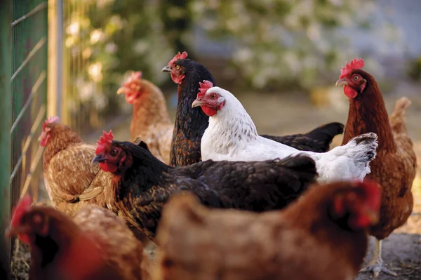 Traditional free range poultry farming — Stock Photo, Image