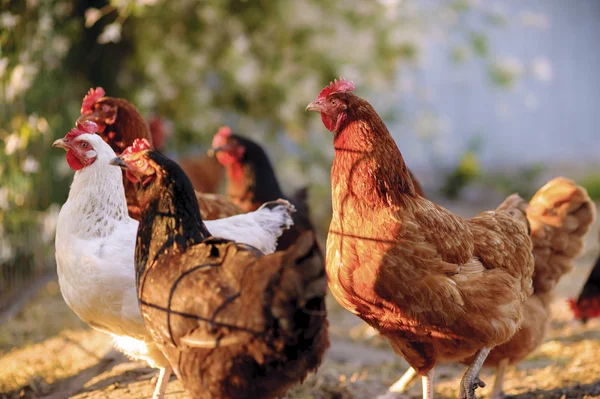 Ganadería tradicional de aves de corral —  Fotos de Stock