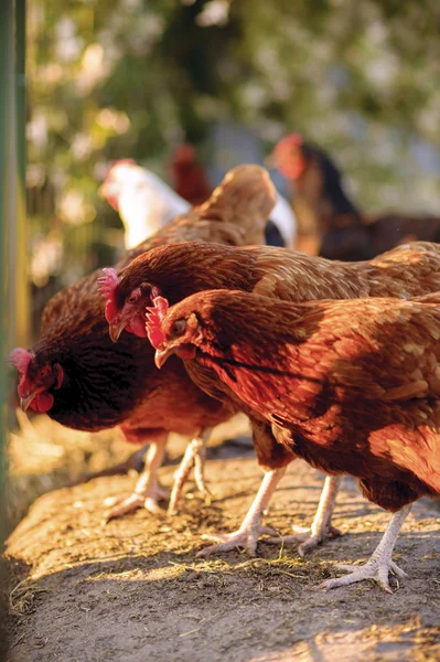 Ganadería tradicional de aves de corral —  Fotos de Stock