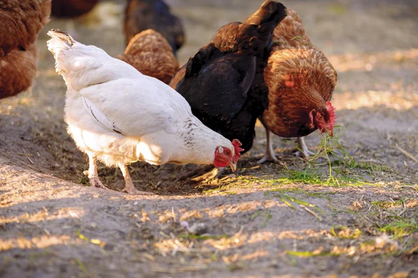 Ganadería tradicional de aves de corral — Foto de Stock