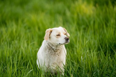 Açık hava aktiviteleri ve altın saat eğitimi sırasında doğadaki köpek.