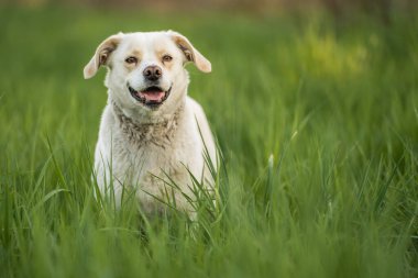 Açık hava aktiviteleri ve altın saat eğitimi sırasında doğadaki köpek.
