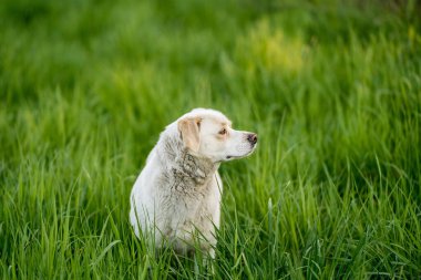 Açık hava aktiviteleri ve altın saat eğitimi sırasında doğadaki köpek.