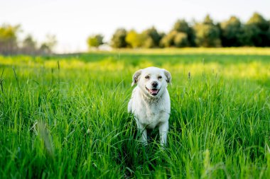 Açık hava aktiviteleri ve altın saat eğitimi sırasında doğadaki köpek.