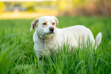 Açık hava aktiviteleri ve altın saat eğitimi sırasında doğadaki köpek.
