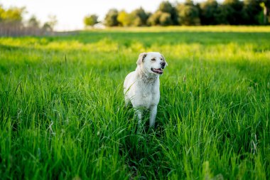 Açık hava aktiviteleri ve altın saat eğitimi sırasında doğadaki köpek.