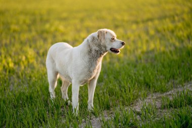 Açık hava aktiviteleri ve altın saat eğitimi sırasında doğadaki köpek.
