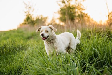 Açık hava aktiviteleri ve altın saat eğitimi sırasında doğadaki köpek.
