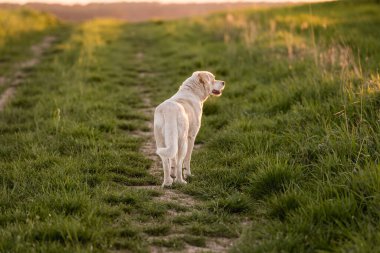 Açık hava aktiviteleri ve altın saat eğitimi sırasında doğadaki köpek.