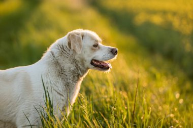 Açık hava aktiviteleri ve altın saat eğitimi sırasında doğadaki köpek.