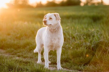 Açık hava aktiviteleri ve altın saat eğitimi sırasında doğadaki köpek.