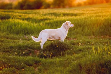 Açık hava aktiviteleri ve altın saat eğitimi sırasında doğadaki köpek.