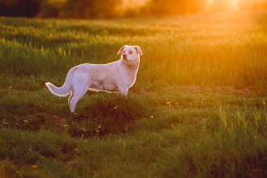 Açık hava aktiviteleri ve altın saat eğitimi sırasında doğadaki köpek.