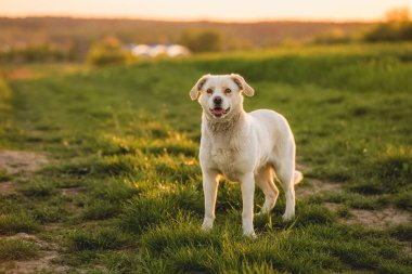 Açık hava aktiviteleri ve altın saat eğitimi sırasında doğadaki köpek.