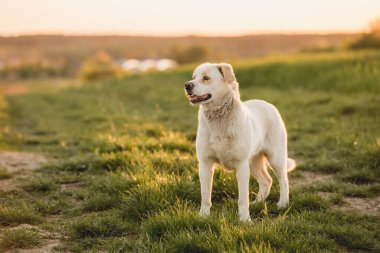 Açık hava aktiviteleri ve altın saat eğitimi sırasında doğadaki köpek.