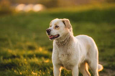 Açık hava aktiviteleri ve altın saat eğitimi sırasında doğadaki köpek.