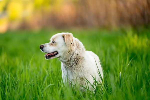 Açık hava aktiviteleri ve altın saat eğitimi sırasında doğadaki köpek.