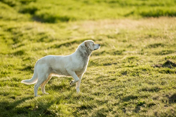 Açık hava aktiviteleri ve altın saat eğitimi sırasında doğadaki köpek.