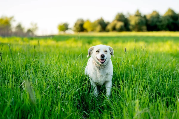 Açık hava aktiviteleri ve altın saat eğitimi sırasında doğadaki köpek.