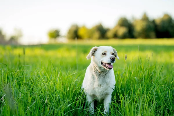 Açık hava aktiviteleri ve altın saat eğitimi sırasında doğadaki köpek.