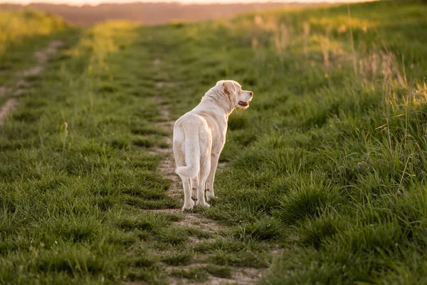 Açık hava aktiviteleri ve altın saat eğitimi sırasında doğadaki köpek.