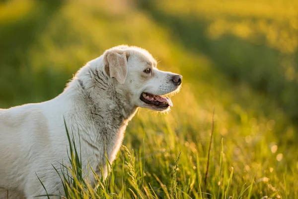 Açık hava aktiviteleri ve altın saat eğitimi sırasında doğadaki köpek.