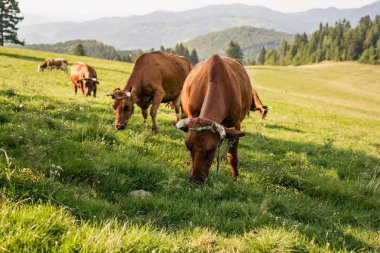 Pieniny dağ çayırlarında otlayan inekler, organik süt ürünleri ve süt üretimi