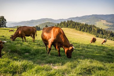 Pieniny dağ çayırlarında otlayan inekler, organik süt ürünleri ve süt üretimi
