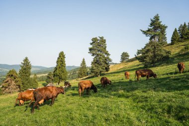 Pieniny dağ çayırlarında otlayan inekler, organik süt ürünleri ve süt üretimi