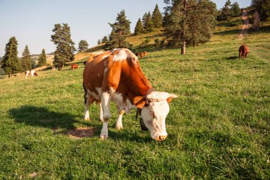 Pieniny dağ çayırlarında otlayan inekler, organik süt ürünleri ve süt üretimi