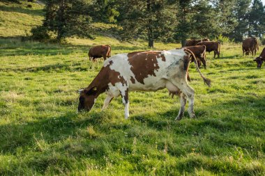 Pieniny dağ çayırlarında otlayan inekler, organik süt ürünleri ve süt üretimi