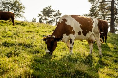 Pieniny dağ çayırlarında otlayan inekler, organik süt ürünleri ve süt üretimi