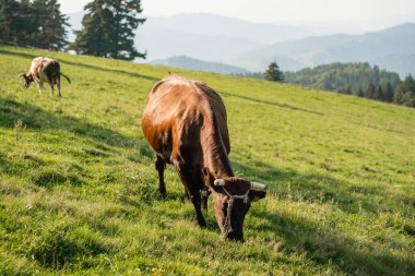 Pieniny dağ çayırlarında otlayan inekler, organik süt ürünleri ve süt üretimi
