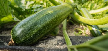 Çiftlik toprağında doğal olarak büyüyen kabakların yakın çekim görüntüleri. Organik tarım, sebze üretimi, bahçıvanlık, sürdürülebilirlik ve sağlıklı gıda temaları için mükemmel..