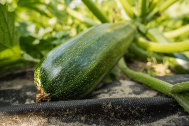 Çiftlik toprağında doğal olarak büyüyen kabakların yakın çekim görüntüleri. Organik tarım, sebze üretimi, bahçıvanlık, sürdürülebilirlik ve sağlıklı gıda temaları için mükemmel..