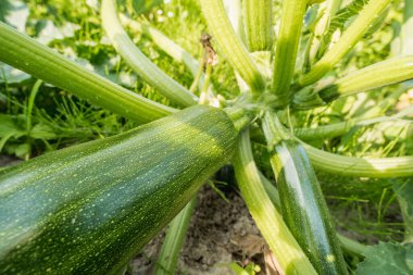 Çiftlik toprağında doğal olarak büyüyen kabakların yakın çekim görüntüleri. Organik tarım, sebze üretimi, bahçıvanlık, sürdürülebilirlik ve sağlıklı gıda temaları için mükemmel..