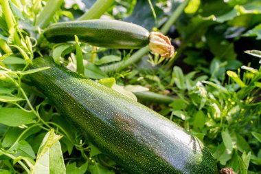 Çiftlik toprağında doğal olarak büyüyen kabakların yakın çekim görüntüleri. Organik tarım, sebze üretimi, bahçıvanlık, sürdürülebilirlik ve sağlıklı gıda temaları için mükemmel..