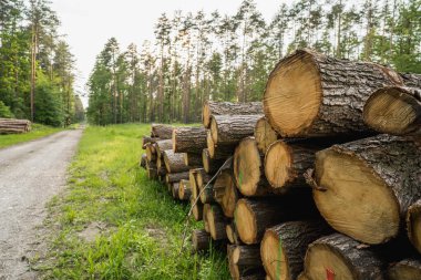 Ormana istiflenmiş çam keresteleri, odun endüstrisi.