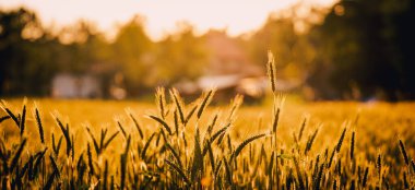 Altın saat yaz tahıl tarlası, Polonya