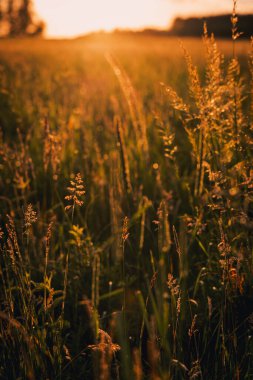 Altın saat yaz tahıl tarlası, Polonya