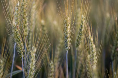 Altın saat yaz tahıl tarlası, Polonya