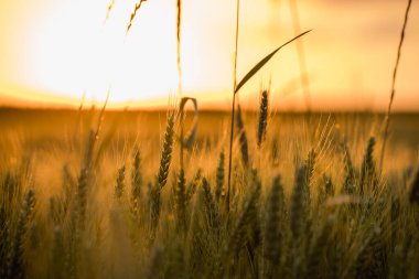 Altın saat yaz tahıl tarlası, Polonya