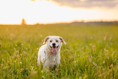 Sıcak altın saat ışığı altında bir yaz çayırında yürüyen dost canlısı melez köpek. Etkinlik, davranış ve doğa temaları için doğal ortam.