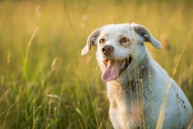 Sıcak altın saat ışığı altında bir yaz çayırında yürüyen dost canlısı melez köpek. Etkinlik, davranış ve doğa temaları için doğal ortam.