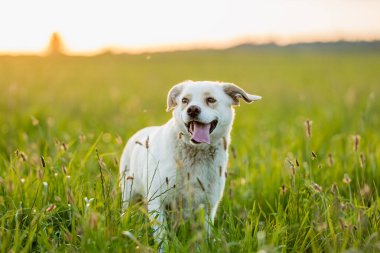 Sıcak altın saat ışığı altında bir yaz çayırında yürüyen dost canlısı melez köpek. Etkinlik, davranış ve doğa temaları için doğal ortam.