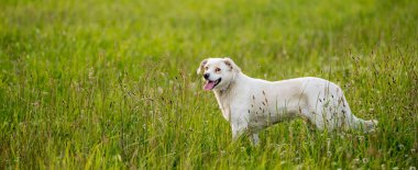 Sıcak altın saat ışığı altında bir yaz çayırında yürüyen dost canlısı melez köpek. Etkinlik, davranış ve doğa temaları için doğal ortam.