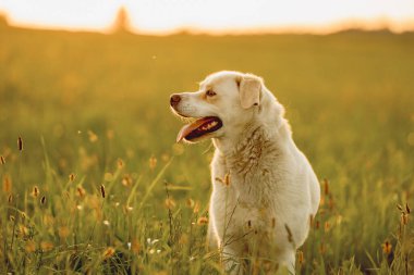 Sıcak altın saat ışığı altında bir yaz çayırında yürüyen dost canlısı melez köpek. Etkinlik, davranış ve doğa temaları için doğal ortam.